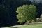 A walnut tree in Fischbachtal, Odenwald, Germany