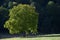 A walnut tree in Fischbachtal, Odenwald, Germany