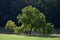 A walnut tree in Fischbachtal, Odenwald, Germany