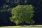 A walnut tree in Fischbachtal, Odenwald, Germany