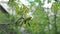 Walnut tree flowers in spring. Walnut flowers blooming on walnut tree branch in early springtime.