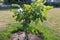 Walnut tree foliage. Juglans regia with green fruit starting to mature. Green walnut on a tree.