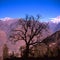 Walnut tree in front of the mountains in Auli in the state of Uttarakhand in India.