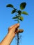 Walnut tree seedling