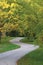 Walnut Trees In Autumnal Park, Large Detailed Vertical Landscaped Autumn Path Scene, Twisting Tarmac Walkway, Winding Asphalt Road