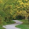 Walnut Trees In Autumnal Park, Large Detailed Vertical Landscaped Autumn Path Scene, Twisting Tarmac Walkway, Winding Asphalt Road