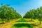 Walnut trees plantation in the light of the sun