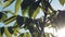 Walnut Treetop and Branches with Green Leaves with Morning Sunlight Shining Through