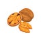 Walnut vector icon nuts in cartoon style. Nut food collection.