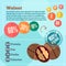 Walnut and vitamins infographics in a flat style