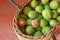 Walnuts in basket. Nuts in green peels are picked in woven wicker. Autumn harvest season concept. Healthy food and source of