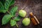 Walnuts, bottle of Juglans regia tincture.