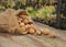 Walnuts in burlap bag on old wood table