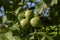 Walnuts close up photography, Fruits among the leaves on a branch, Poland