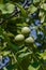 Walnuts close up photography, Fruits among the leaves on a branch, Poland