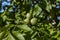 Walnuts close up photography, Fruits among the leaves on a branch, Poland