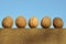 Walnuts drying