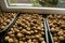 Walnuts drying in pans