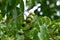 Walnuts green at Novaci 2