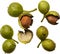 Walnuts green, ripe walnut and walnut kernel. Vector illustration