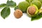 Walnuts  Juglans regia  with green leaves on white background