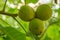 Walnuts on among the leaves on a tree branch ripen