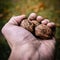 Walnuts on male hand