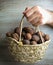 Walnuts picked from the tree inside the basket in male hand on wooden background