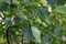 Walnuts ripen on a branch in the garden.