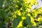 Walnuts ripen on a branch in the garden. Play of color and shade on a sunny day.