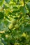 Walnuts ripen on a branch on a sunny summer day