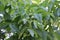 Walnuts ripen on the tree.