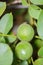 Walnuts ripening on a Juglans regia walnut tree in August in Kent,UK