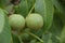 Walnuts on a Tree