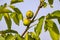 Walnuts on the tree with leaves against the sky