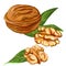 Walnuts vector illustration painted watercolor