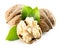 Walnuts with walnut nucleus isolated on the white background