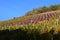 Walporzheim, Germany - 11 06 2020: Ahr valley vineyards in autumn colors