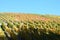 Walporzheim, Germany - 11 06 2020: Ahr valley vineyards in several autumn colors
