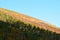 Walporzheim, Germany - 11 06 2020: steep Ahr vineyards in autumn colors