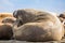 Walrus back in a group of walruses on Prins Karls Forland, Svalbard