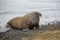 Walrus on the beach