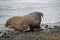 Walrus on the beach