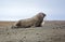 Walrus on the beach