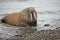 Walrus on the beach