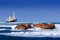 Walrus with boat vessel, Odobenus rosmarus, sleeping near the blue water on white ice with snow, Svalbard, Norway. Mother with