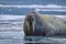 Walrus bull in Canadian HHigh Arctic