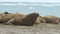 Walrus. Colony of animals relaxes at the sea in arctic Spitsbergen. A family of walruses. Group Of Walruses Relax Near
