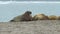 Walrus. Colony of animals relaxes at the sea in arctic Spitsbergen. A family of walruses. Group Of Walruses Relax Near