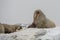 Walrus colony - Hamburg Bukta - Spitsbergen